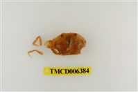 藏品(遠海梭子蟹)的圖片